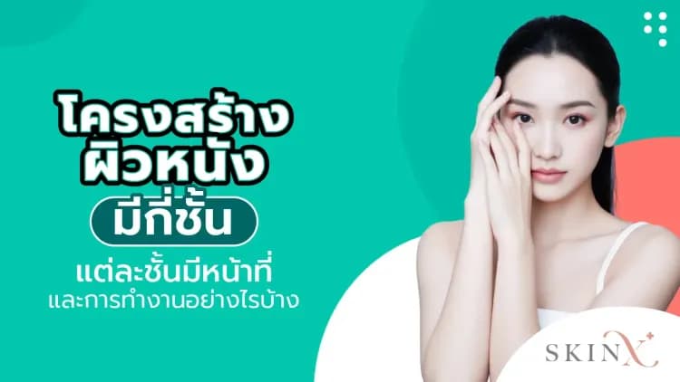 โครงสร้างผิวหนัง มีกี่ชั้น แต่ละชั้นมีหน้าที่และการทำงานอย่างไรบ้าง